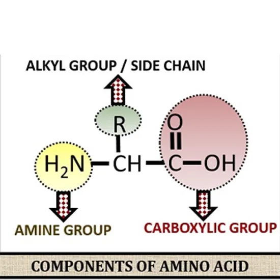aminoacids qualitative urine (1d tlc)